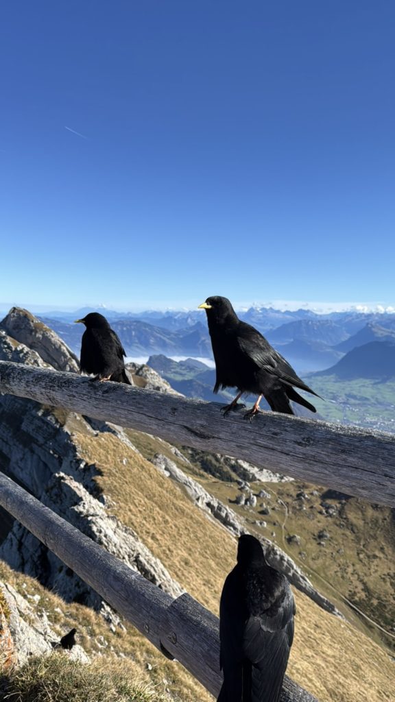 View from Mount Pilatus, Canton Lucerne, Guided Tours Switzerland, Photo by Monika F.